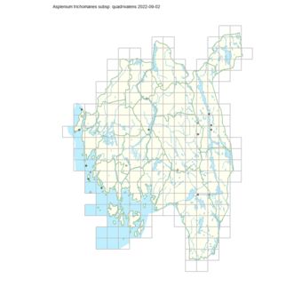 Asplenium trichomanes subsp. quadrivalens 1.png