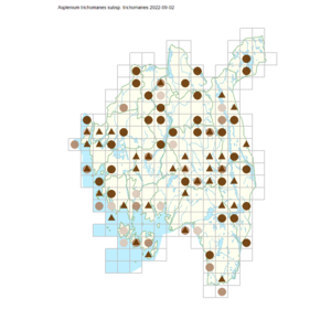 Asplenium trichomanes subsp. trichomanes.png