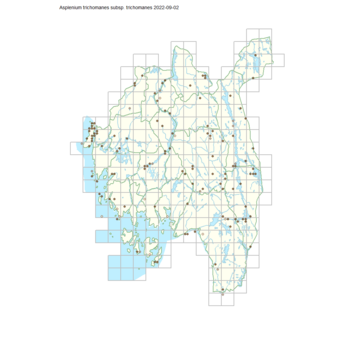 Asplenium trichomanes subsp. trichomanes 1.png
