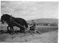 Bø prestegard april 1942. Erling slåddar åker med Bronen og Svarten