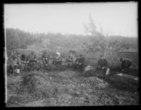 Gulrotplukking. Foto: Narve Skarpmoen