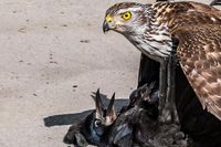 Urettferdig kamp mellom hønsehauk og kornkråke i Lenagata i 2019.