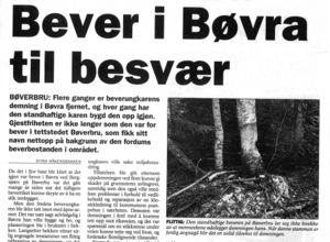 Bever i Bøvra.jpg