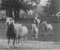 156. Bilde r.2 til Barndomsminner.jpg