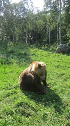 Bjørn i Polar Park.jpg
