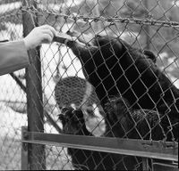Fôring av svartbjørn i Folkeparken. Foto:Johan Kristiansen 1953