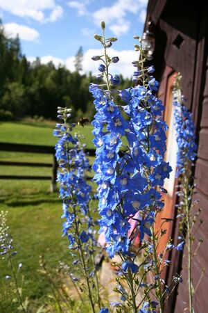 Blaafarve sommer.jpg