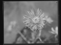 1. Blomster - no-nb digifoto 20150128 00107 NB MIT FNR 21664.jpg