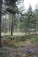 Bombekrater frå 1940 ved kongevegen.