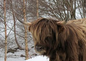 C00770crj Highland cattle.jpg