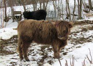 C00771crj Highland cattle.jpg