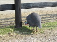 201. C01370 Numida meleagris.jpg