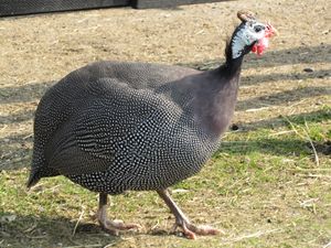 C01375 Numida meleagris.jpg