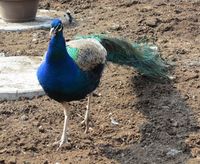 69. C01414cr paafugl ved EKT.jpg