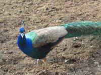 70. C01415 paafugl ved EKT.jpg