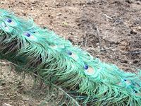 71. C01417 paafugl ved EKT.jpg