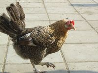 197. C01468 jaerhoens.jpg