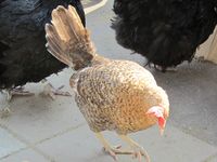 198. C01469 jaerhoens.jpg