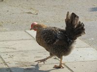 203. C01471 jaerhoens.jpg