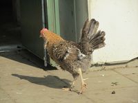 199. C01473 jaerhoens.jpg