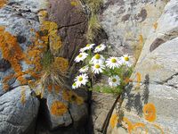 Prestekragar veks det mange av i karrige bergsprekker på Langholmen. Foto: Olve Utne