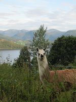 103. C02633 Brattset Gard - llama.jpg