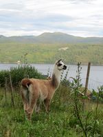 105. C02644 Brattset Gard - llama.jpg