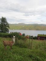 106. C02647 Brattset Gard - llama.jpg