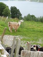 107. C02652 Brattset Gard - llamaer og sauer.jpg