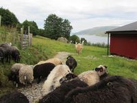 108. C02653 Brattset Gard - llamaer og sauer.jpg