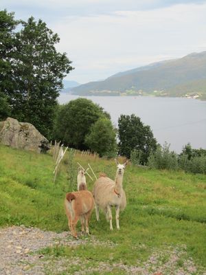 C02655 Brattset Gard - llama.jpg