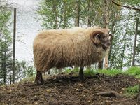 Steinaldersau. Foto: Olve Utne (august 2011).