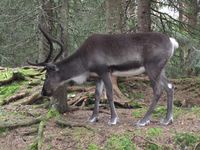 Rein i Namsskogan Familiepark i Namdalen. Foto: Olve Utne, august 2011.