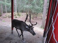 Rein i Namsskogan Familiepark i Namdalen. Foto: Olve Utne, august 2011.