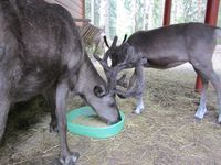Rein i Namsskogan Familiepark i Namdalen. Foto: Olve Utne, august 2011.