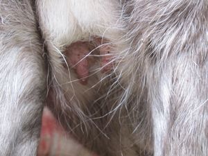 C03579 Rangifer tarandus.jpg