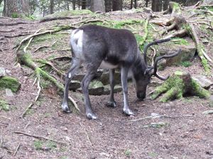 C03580 Rangifer tarandus.jpg