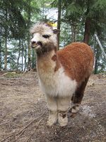 Alpakka. Foto: Olve Utne (august 2011).