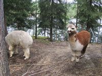 Alpakkaer. Foto: Olve Utne (august 2011).