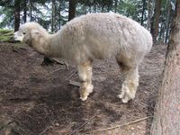 Alpakka. Foto: Olve Utne (august 2011).