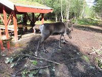 Rein i Namsskogan Familiepark i Namdalen. Foto: Olve Utne, august 2011.