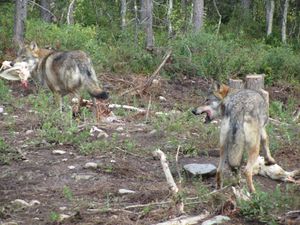 C03802 Canis lupus.jpg