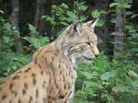 Gaupe i Namsskogan familiepark.