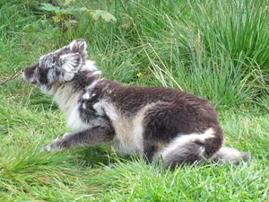 C03835 Vulpes lagopus.jpg