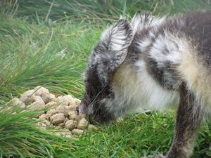 C03841 Vulpes lagopus.jpg