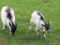 To bukkar i Jamtli i Östersund. Foto: Olve Utne