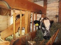 228. C04341 fjaellko.jpg