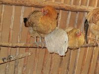 222. C04342 hedemorahoens.jpg