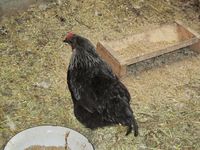 223. C04343 hedemorahoens.jpg