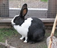 293. C04351cr mellerudskanin.jpg